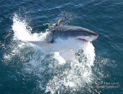 The Jumping Bean Great Whites of Gansbaai are currently o... by Fiona Ayerst 